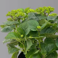 Öfterblühende Gartenhortensie Forever&Ever® Rot, 5 Liter Topf -Pflanzen Paradies Verkauf 0415200044 hydrangea forecver ever rot 3 125100