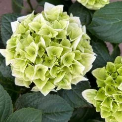 Öfterblühende Gartenhortensie Forever&Ever® Weiß, 5 Liter Topf 10 Öfterblühende Gartenhortensie Forever&Ever® Weiß, 5 Liter Topf -Pflanzen Paradies Verkauf 0415200061 hydrangea forever ever weiss 8 124611