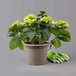 Öfterblühende Gartenhortensie Forever&Ever® Weiß, 5 Liter Topf 11 Öfterblühende Gartenhortensie Forever&Ever® Weiß, 5 Liter Topf -Pflanzen Paradies Verkauf 0415200061 hydrangea forever ever weiss t 125101