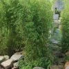 Aufrechter Gartenbambus 'Obelisk'(S), Höhe 80-100 Cm, Topf 10 Liter -Pflanzen Paradies Verkauf 0425100336 0425100337 0425100338 0425100339 0425100340 0425100341 0425100342 Fargesia Hybr Obelisk 2 104906