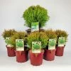 Kugel-Lebensbaum, 6er-Mix Set, 5x Topf 2 Liter + 1x Topf 8,7 Liter -Pflanzen Paradies Verkauf 0430107417 Thuja occ Danica Mix 6er Set 104904