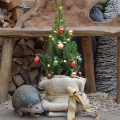 Zuckerhutfichte, Picea Glauca 'Conica', 3er Set, Topf 13 Cm Ø