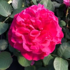 Stammrose 'Kölle's Rosensymphonie'®, Edelrose, Stammhöhe 60 Cm Im 7,5 Liter Topf -Pflanzen Paradies Verkauf 0460100701 KB Koelles Rosensymphonie Edelrose Cont 6l 02 51150