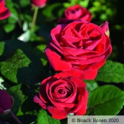 Beetrose 'Kompass'®, Rot, Topf 6 Liter 16 Beetrose 'Kompass'®, Rot, Topf 6 Liter -Pflanzen Paradies Verkauf 0460200855 Kompass Premium Beetrose rot Bluetenzauber1 76518