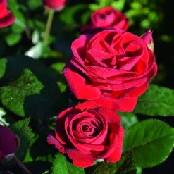 Beetrose 'Kompass'®, Rot, Topf 6 Liter 17 Beetrose 'Kompass'®, Rot, Topf 6 Liter -Pflanzen Paradies Verkauf 0460200855 Kompass Premium Beetrose rot Bluetenzauber 75088