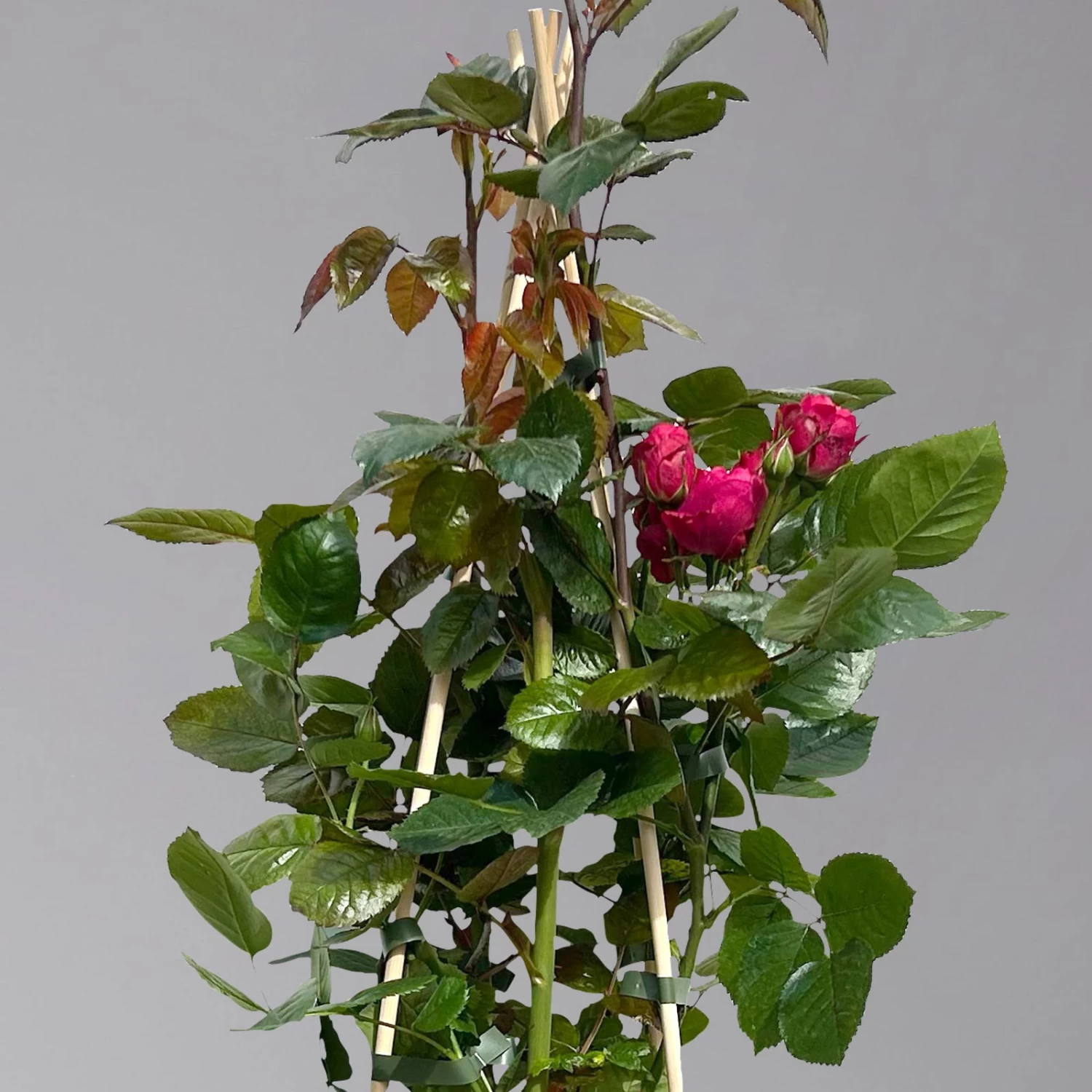 Beetrose 'Kompass'®, Rot, Topf 6 Liter 5 Beetrose 'Kompass'®, Rot, Topf 6 Liter – Bild 3