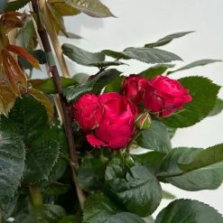 Beetrose 'Kompass'®, Rot, Topf 6 Liter 19 Beetrose 'Kompass'®, Rot, Topf 6 Liter -Pflanzen Paradies Verkauf 0460200855 beetrose kompass 6 123895