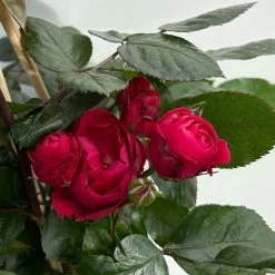 Beetrose 'Kompass'®, Rot, Topf 6 Liter 18 Beetrose 'Kompass'®, Rot, Topf 6 Liter -Pflanzen Paradies Verkauf 0460200855 beetrose kompass 7 123894