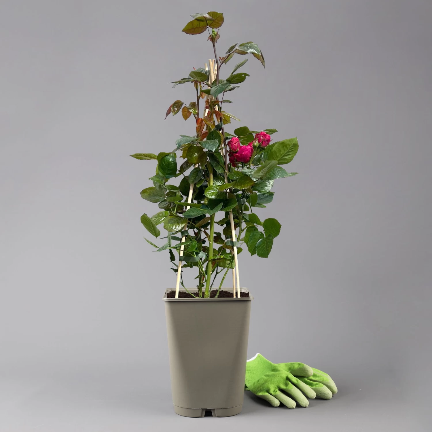 Beetrose 'Kompass'®, Rot, Topf 6 Liter 3 Beetrose 'Kompass'®, Rot, Topf 6 Liter