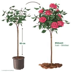 Stammrose 'Charisma'®, Edelrose, Stammhöhe 60cm Im 7,5 Lt. Topf -Pflanzen Paradies Verkauf 046080 Rosenstamm pink 122127
