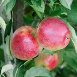 Kölle Bio Apfel 'Retina'Ⓢ, Unterlage M 26, Höhe 125/150, Topf 10 Liter