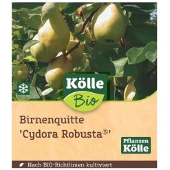 Bio Birnenquitte 'Cydora Robusta'Ⓢ, Topf 10 Liter 10 Bio Birnenquitte 'Cydora Robusta'Ⓢ, Topf 10 Liter -Pflanzen Paradies Verkauf 0480300060 Koelle Bio Cydora Robusta Birnenquitte Busch 1 119767