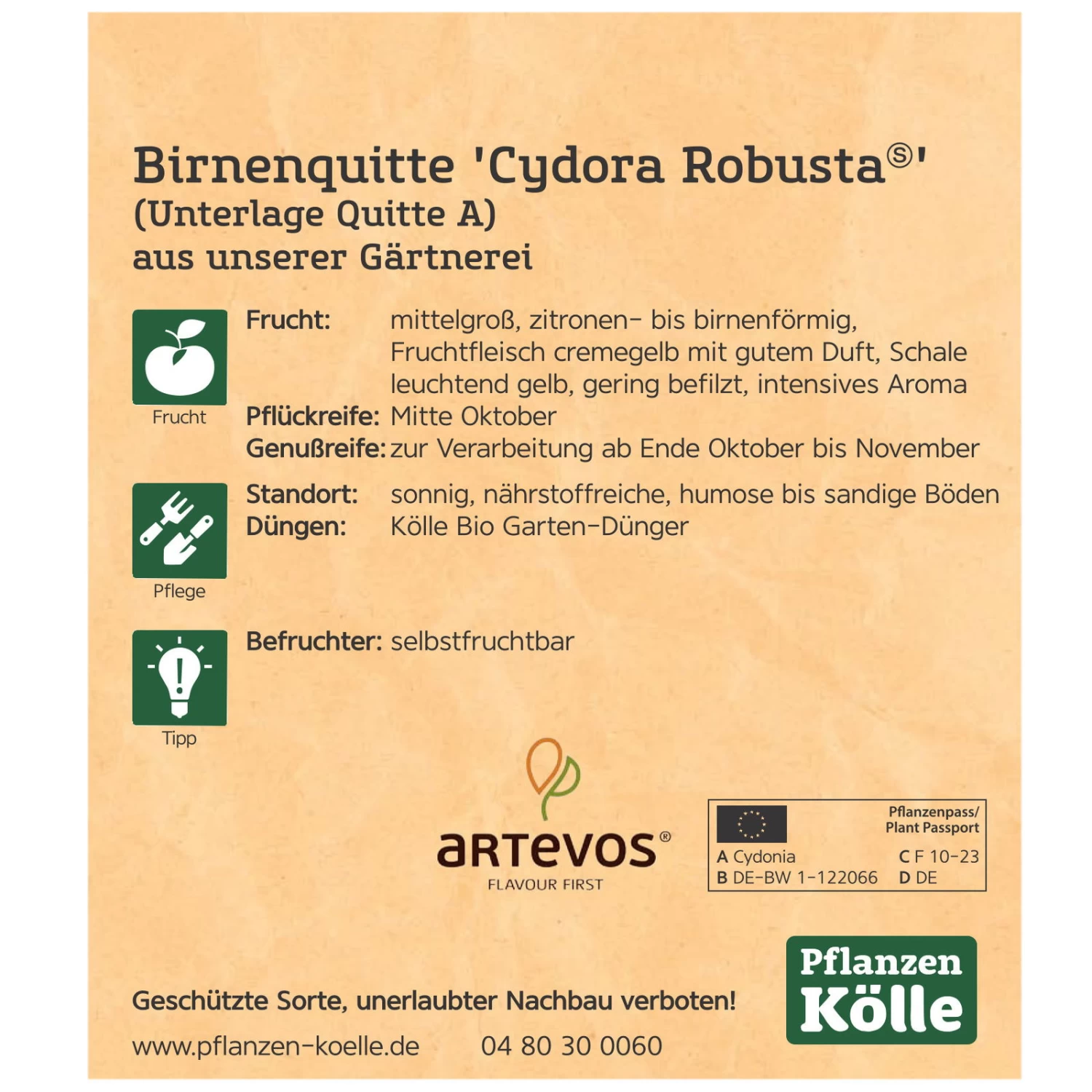 Bio Birnenquitte 'Cydora Robusta'Ⓢ, Topf 10 Liter 6 Bio Birnenquitte 'Cydora Robusta'Ⓢ, Topf 10 Liter – Bild 4