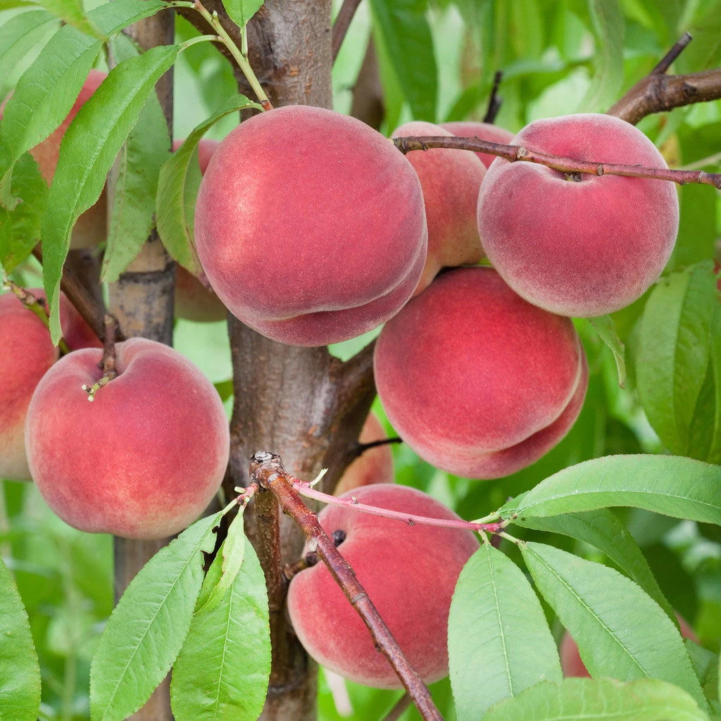 Kölle Bio Pfirsich 'Benedicte'®, Topf 10 Liter 3 Kölle Bio Pfirsich 'Benedicte'®, Topf 10 Liter