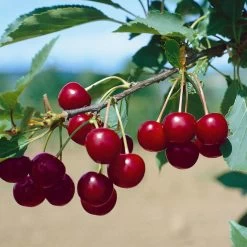 Kölle Bio Sauerkirsche 'Safir'Ⓢ, (wurzelecht), Im Topf 10 Liter