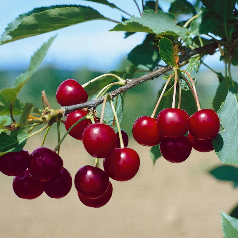 Kölle Bio Sauerkirsche 'Safir'Ⓢ, (wurzelecht), Im Topf 10 Liter 3 Kölle Bio Sauerkirsche 'Safir'Ⓢ, (wurzelecht), Im Topf 10 Liter