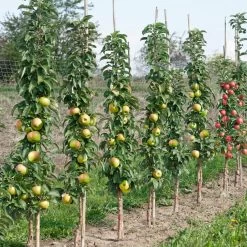 Pflanzen Paradies Verkauf -Pflanzen Paradies Verkauf 0480650009 K.B. Greencats Saeulenapfel Co 10 lt. 86623