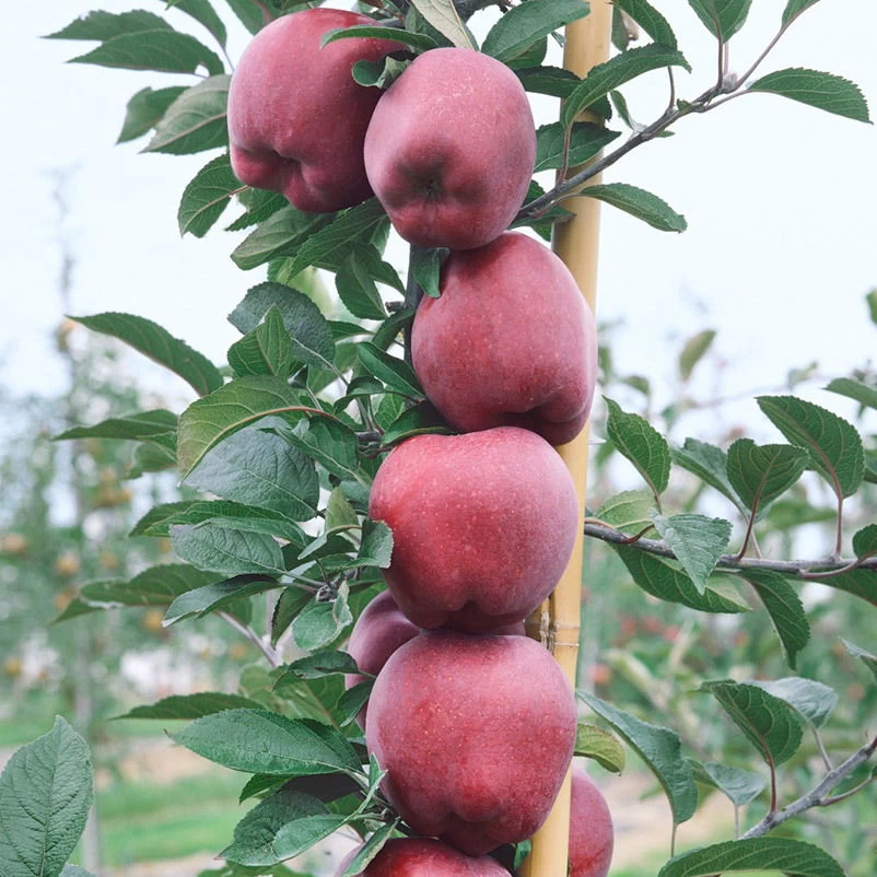 Kölle Bio Säulenapfel 'Sonate'Ⓢ, Unterlage MM 111, Topf 10 Liter 3 Kölle Bio Säulenapfel 'Sonate'Ⓢ, Unterlage MM 111, Topf 10 Liter