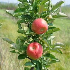 Kölle Bio Säulenapfel 'Rondo'Ⓢ, Unterlage MM 111, Topf 10 Liter
