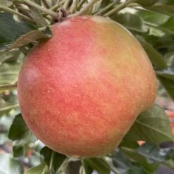 Kölle Bio Säulenapfel 'Rhapsodie'Ⓢ, Unterlage MM 111, Topf 10 Liter -Pflanzen Paradies Verkauf 0480650016 KB Rhapsodie Saeulenapfel 2 115630