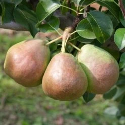 Kölle Bio Säulenbirne 'Decora', Unterlage Quitte A, Topf 10 Liter