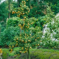 Kölle Bio Säulenbirne 'Obelisk'®, Unterlage Quitte A, Topf 10 Liter