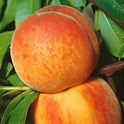 Kölle Bio Zwergpfirsich 'Amber'® Pix ZeeⓈ, Topf 7,5 Liter -Pflanzen Paradies Verkauf 0480670029 KB Zwergpfirsich Amber Co 7 5l 49535