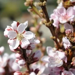 Kölle Bio Zwergpfirsich 'Amber'® Pix ZeeⓈ, Topf 7,5 Liter -Pflanzen Paradies Verkauf 0480670029 Zwergpfirsich Amber Bluete Co 7 5l 49709