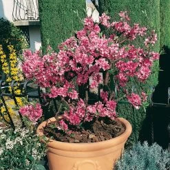 Kölle Bio Zwergpfirsich 'Diamond'® ZaipeviⓈ, Topf 7,5 Liter