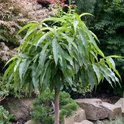 Kölle Bio Zwergpfirsich 'Diamond'® ZaipeviⓈ, Topf 7,5 Liter 11 Kölle Bio Zwergpfirsich 'Diamond'® ZaipeviⓈ, Topf 7,5 Liter -Pflanzen Paradies Verkauf 0480670030 KB Zwergpfirsich Diamond Co 7 5l 49536