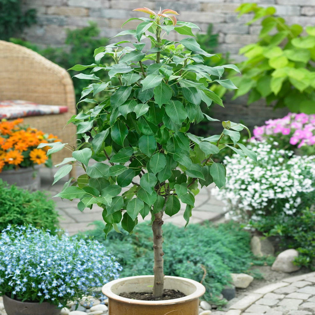 Kölle Bio Zwergbirne 'Garden Surprise'®, Topf 7,5 Liter – Bild 2