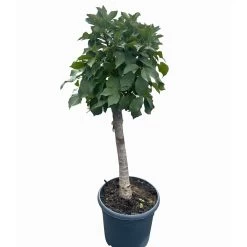 Kölle Bio Zwergsauerkirsche 'Cinderella®', Topf 7,5 Liter -Pflanzen Paradies Verkauf 0480670076 KB Zwergsauerkirsche Cinderella 6 115657