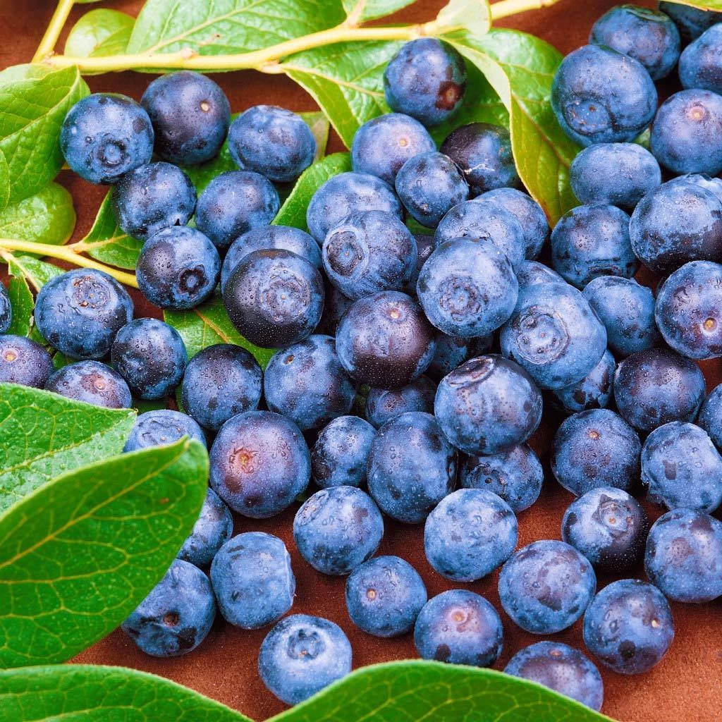 Heidelbeeren 'Frühe Ernte', 4er-Set, Topf Je 2 Liter 4 Heidelbeeren 'Frühe Ernte', 4er-Set, Topf Je 2 Liter – Bild 2