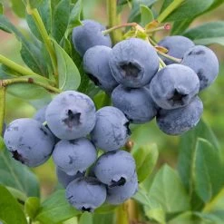 Heidelbeeren 'Reka'® + 'Goldtraube', 4er-Set, Topf Je 2 Liter