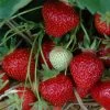 6er-Set Hummi® Erdbeere, Fragaria X Ananassa 'Rimona', Topf-Ø 9 Cm -Pflanzen Paradies Verkauf 0480910397 Hummi Rimona 6er 1 78172