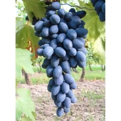 Kernarme Tafeltraube 'Kodrianka'(s) -Pflanzen Paradies Verkauf 0480930340 KB tafeltraube Kodrianka 75029