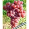 Tafeltraube 'Piroschka'(s) 1 Tafeltraube 'Piroschka'(s) -Pflanzen Paradies Verkauf 0480930343 KB Tafeltraube Piroschka rosa 75033