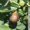 Feige 'Bornholm', Busch, Topf 5 Liter -Pflanzen Paradies Verkauf 0480940140 Ficus Bornholm Bornholms Diamant Feige Busch 105180