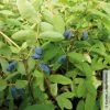 Sibirische Blaubeere, Lonicera Kamtschatika 'Balaleika®', Im Topf 5 Lt. 1 Sibirische Blaubeere, Lonicera Kamtschatika 'Balaleika®', Im Topf 5 Lt. -Pflanzen Paradies Verkauf 0480950522 Lonicera kamtschatika Balalaika Blaubeere 2 105863