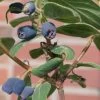 4er-Set Sibirische Blaubeere 'Blue Velvet'® (Lonicera Kamtschatica), Höhe 25-30 Cm, Im 3 Liter Topf -Pflanzen Paradies Verkauf 0480950632 Lonicera kamtschatika Blue Velvet 4Set sib Blaubeere 025 030 Co 3lt 1 62591