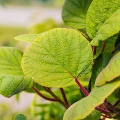 Grünfruchtige Kiwi 'Hayward', 2er-Set, Topf 15 Cm Ø 13 Grünfruchtige Kiwi 'Hayward', 2er-Set, Topf 15 Cm Ø -Pflanzen Paradies Verkauf 0480960141 0480960142 Hayward 87665