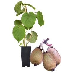 Grünfruchtige Kiwi 'Hayward', 2er-Set, Topf 15 Cm Ø 11 Grünfruchtige Kiwi 'Hayward', 2er-Set, Topf 15 Cm Ø -Pflanzen Paradies Verkauf 0480960141 Kiwi Hayward Set inkl Befruchtersorte neu 88605