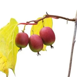 Weibliche Minikiwi 'Ken's Red', 2er-Set, Topf 15 Cm Ø -Pflanzen Paradies Verkauf 0480960143 Mini Kiwi Kens Red 4er Set 88167