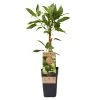 Weibliche Minikiwi 'Geneva', 2er-Set, Topf 15 Cm Ø -Pflanzen Paradies Verkauf 0480960152 Actinidia arguta Geneva 2er Set Kiwi weibl 030040 15er Topf WEB 98300