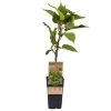 Männliche Kiwi 'Atlas', Topf-Ø 15 Cm, 2er-Set -Pflanzen Paradies Verkauf 0480960156 Actinidia chin Atlas 2er Set Kiwi maennl 030040 15er Topf WEB 98304