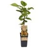 Grünfruchtige Kiwi 'Hayward', 2er-Set, Topf 15 Cm Ø -Pflanzen Paradies Verkauf 0480960158 Actinidia chin Hayward 2er Set Kiwi weibl 030040 15er Topf WEB 98306