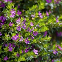 Pflanzenset 'Spätsommer-Zeit' Rosa-pink, Topf-Ø 12 Cm, 4er-Set -Pflanzen Paradies Verkauf 0610103450 Cuphea T11 lila Set 3Stueck 74323