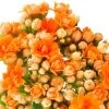 Garten-Kalanchoe Queen®, Farben Nach Verfügbarkeit, Topf-Ø 21 Cm 2 Garten-Kalanchoe Queen®, Farben Nach Verfügbarkeit, Topf-Ø 21 Cm -Pflanzen Paradies Verkauf 0610103587 Garten Kalanchoe T21 Farben nach Verfuegbarkeit WS 94515