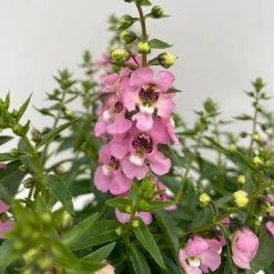 Angelonia Rosa, Topf-Ø 12 Cm, 6er-Set -Pflanzen Paradies Verkauf 0610103602 Angelonia T12 rosa 6er Set WS 3 95673