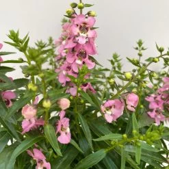 Angelonia Rosa, Topf-Ø 12 Cm, 6er-Set -Pflanzen Paradies Verkauf 0610103602 Angelonia T12 rosa 6er Set WS 4 95674